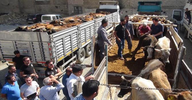 Yüksekova'da 66 çiftçiye 396 damızlık düve dağıtıldı