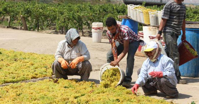 Çiftçi üzümünü 7 yıl önceki fiyata satamıyor