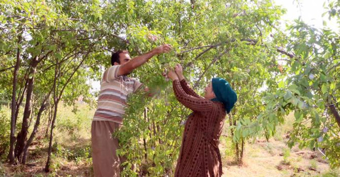 Hakkari köylerinde kış hazırlığı