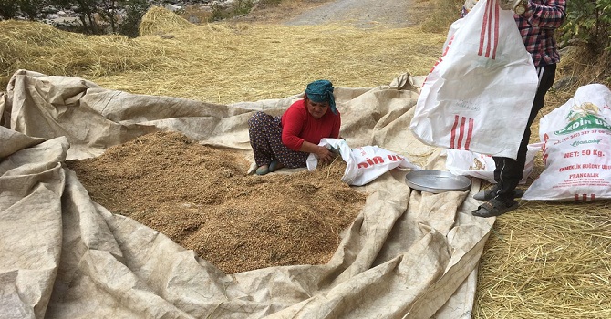 Hakkari'nin Kazan Vadisinde Pirincin Hasat Dönemi Başladı