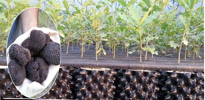 Bakanlık bu mantar için kolları sıvadı!