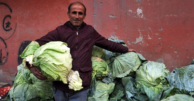 Yüksekova lahanası alıcı bekliyor
