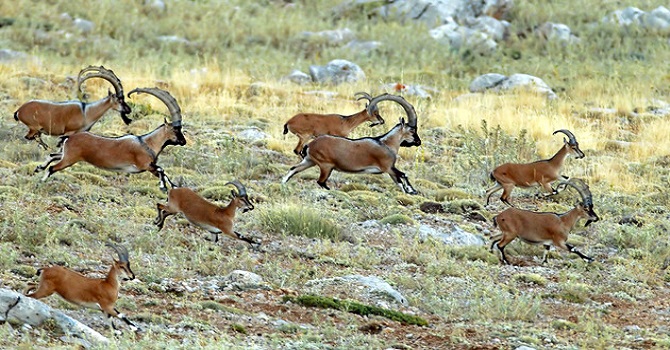 'Hakkari de avcılık adı altında katliam yapılıyor'