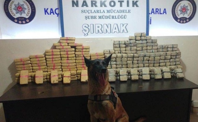 Hakkari'den götürdükleri eroini Şırnak'ta yakalattı