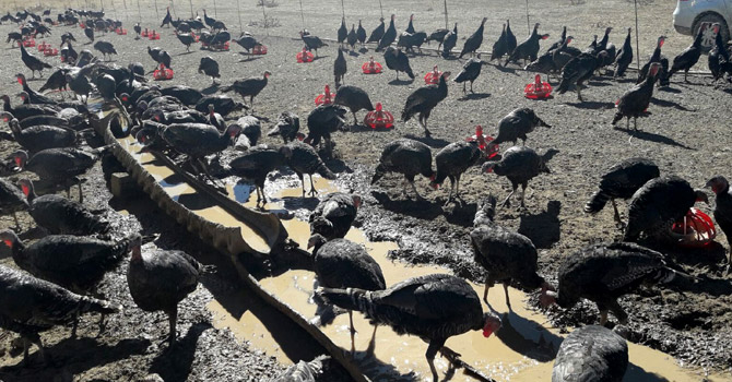 Yüksekova’da organik hindiler satışa çıkartıldı