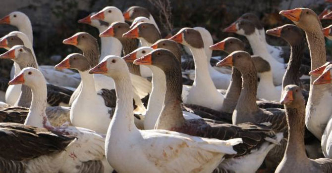 Kaz Pazarı sinek avlıyor!