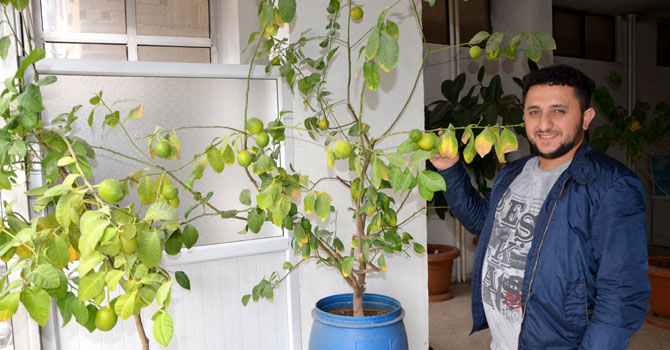 Hakkarili esnaf saksıda limon yetiştiriyor