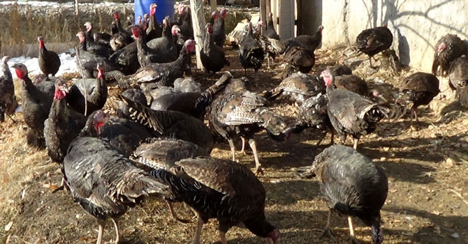 Hakkari’de yılbaşı hindileri satışa çıkartıldı