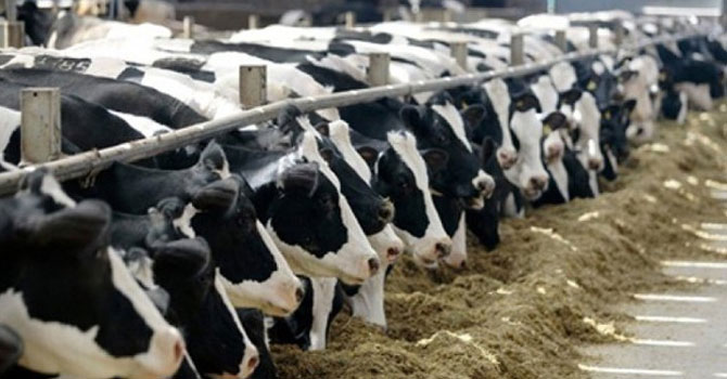 İnek çaldılar 20 yılla yargılanıyorlar