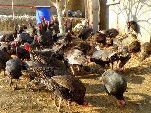 Hakkari’de yılbaşı hindileri satışa çıktı