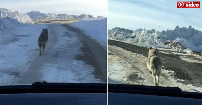Hakkari'de aç kalan kurt böyle görüntülendi