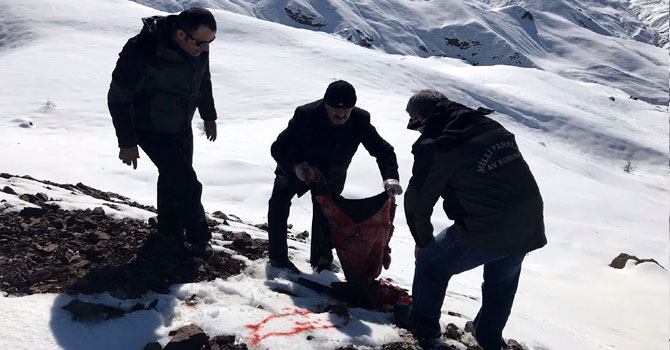 Hakkari'de yaban hayvanları için yemleme çalışması