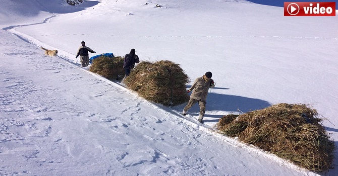 Yüksekova'da Hayvanları İçin Karlı Dağlardan Kızakla Ot Taşıyorlar