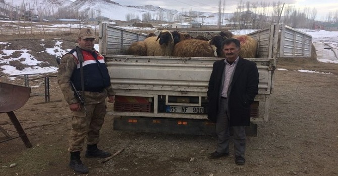 Hakkari'de Hayvan Hırsızlığı: 1 tutuklama