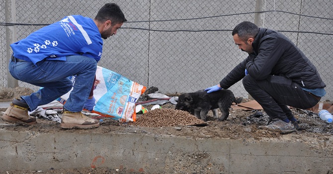 Yüksekova’da Sokak Hayvanlarına Mama Bırakıldı!