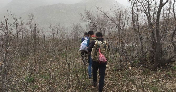 Şifalı ot için kilometrelerce yol yürüyorlar