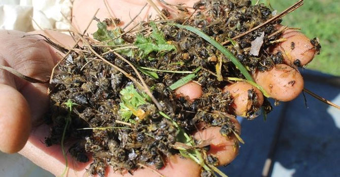 Arı ölümleri artarak devam ediyor