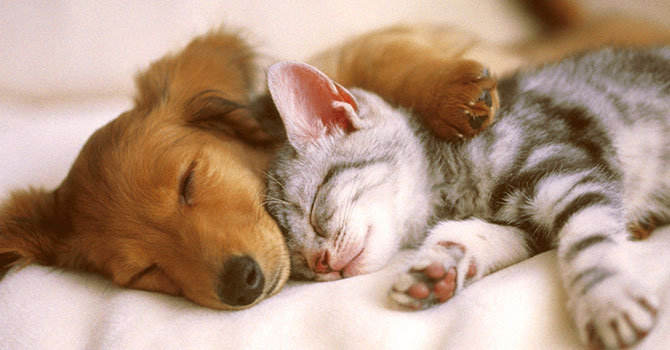 Hayvanlara eziyet edenlere hapis cezası verilecek