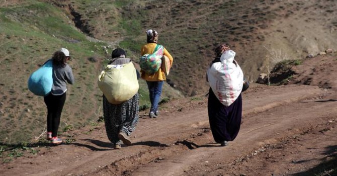 Dağdaki Otları Toplayıp, Yemek ve Otlu Peynir Yapıyorlar