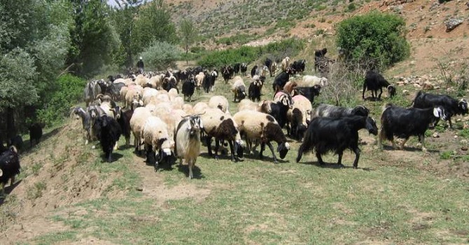 Hakkari’de sahipsiz keçi sürüsü bulundu