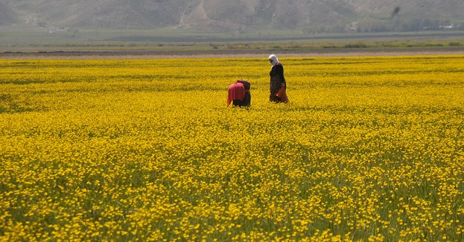 Yüksekova, İlkbaharla Birlikte Rengârenk
