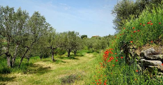 Bitkilerin birbiriyle 'konuştuğu' kanıtlandı