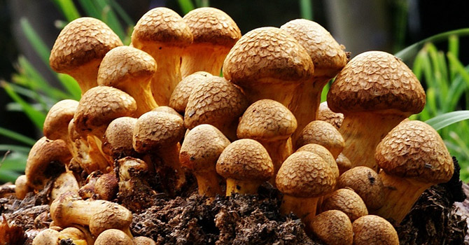 700 kişi mantardan zehirlendi, 8 kişi öldü!