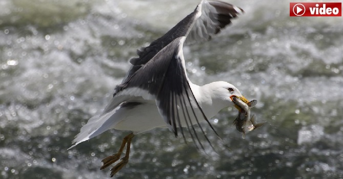Van Gölü'nün tek balık türü İnci Kefalin mucizevi göçü