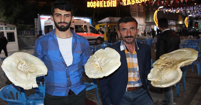 Hakkari'de 6 Kiloya Ulaşan Dağ Mantarları Şaşırtıyor