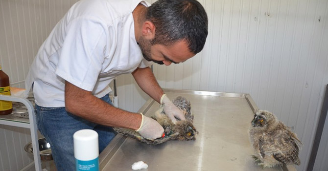 Yüksekova'da yaralı baykuş tedavi edildi