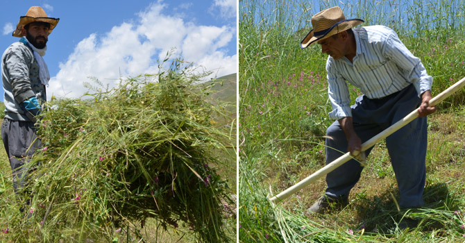 Hakkari’de tırpancıların zorlu ramazan mesaisi
