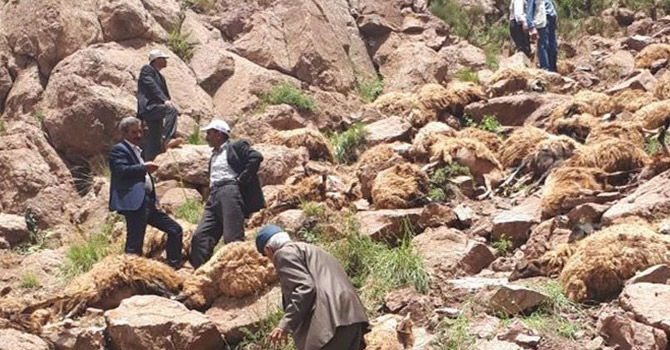 Van'da 500 Koyun İntihar Etti