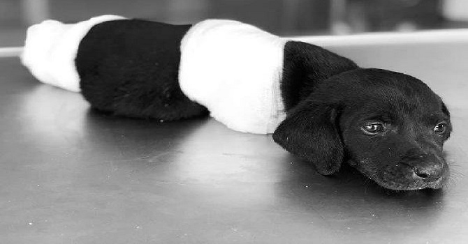 Ayakları kesilen yavru köpek soruşturmasında kepçe operatörü tutuklandı