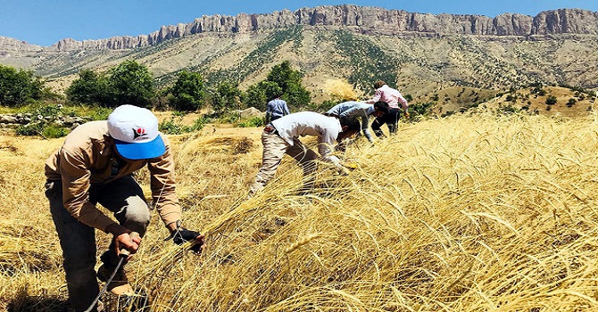 Derecik'te 35 Derece Sıcaklıkta Buğday Hasadı