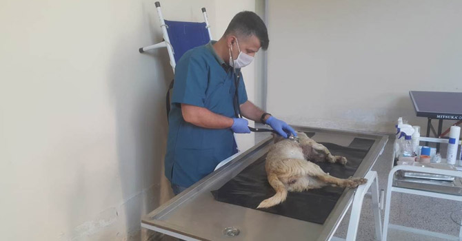 Hakkari Valiliğinden 'Köpek Vahşetine' açıklama