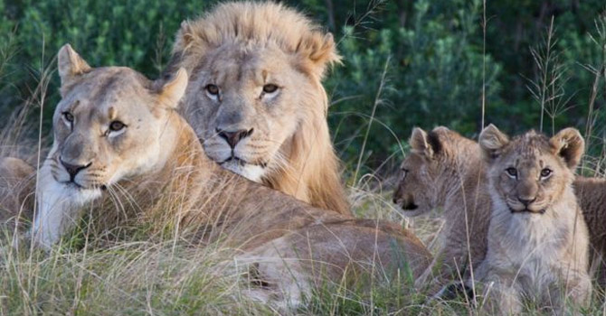 Güney Afrika'da aslanlar avcılarını yedi