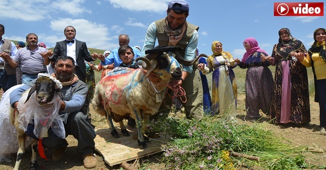 Hakkari'de Evlendirilen Koyun düğün alanından kaçtı