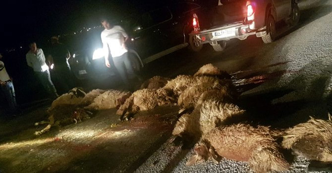 Yüksekova’da zırhlı araç sürüye daldı: 20 koyun telef oldu