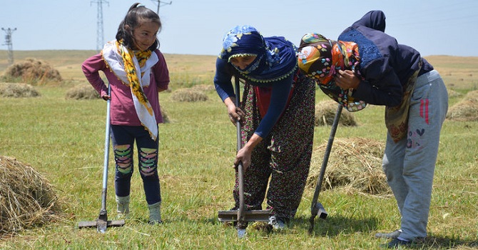Yüksekova'da Ovası Onlar İçin Ekmek Kapısı Oldu