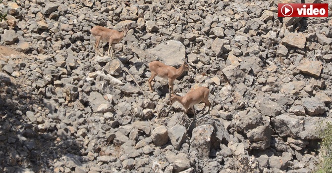 Çukurca'da Yaban keçileri artık insanlarla iç içe