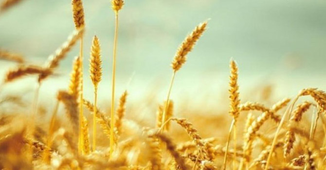 Gümrük vergisi sıfırlandı, hububat üreticileri tepki gösterdi