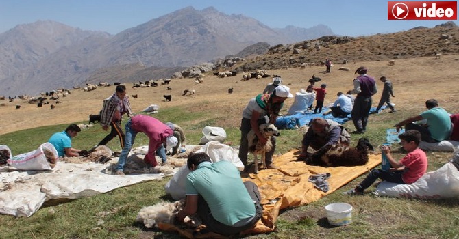 Hakkari'de 3 bin 500 rakımlı yaylada kuzu kırpma şenliği