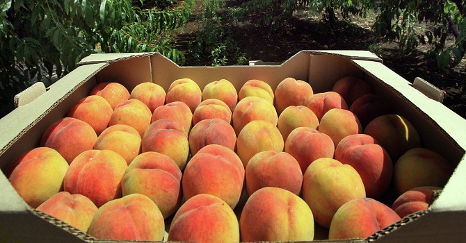 Rusya'dan Türkiye'ye şimdi de 57 ton şeftali ve nektarin darbesi
