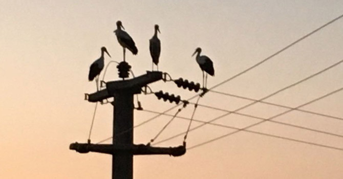 Leylekler göç etti, 10 köy elektriksiz kaldı