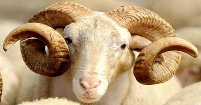 Bakanlık elde kalan kurbanların fiyatını belirledi!