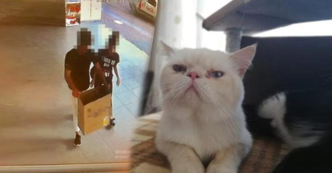 Pencereden düşen kediyi kutuya koyup çaldılar