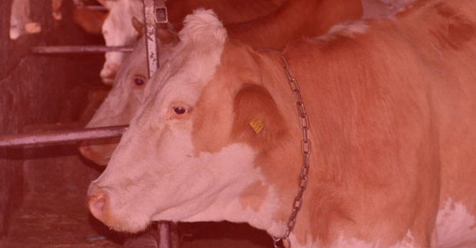 Silivri'de şarbon şüphesi nedeniyle iki mahalle karantinaya alındı