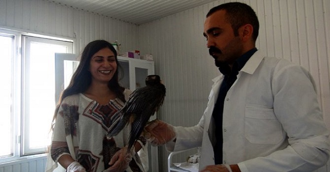 Yüksekova'da yaralı bulunan doğan tedavi edildi