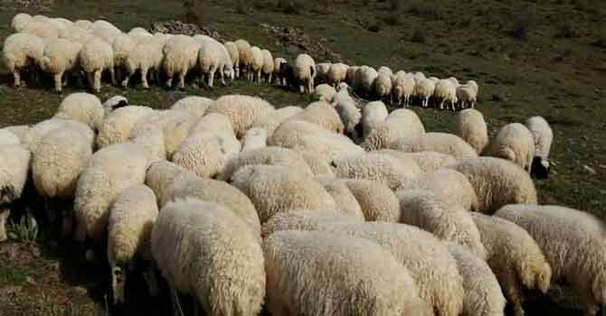 TÜİK Hakkari'de beslenen koyun sayısını açıkladı!