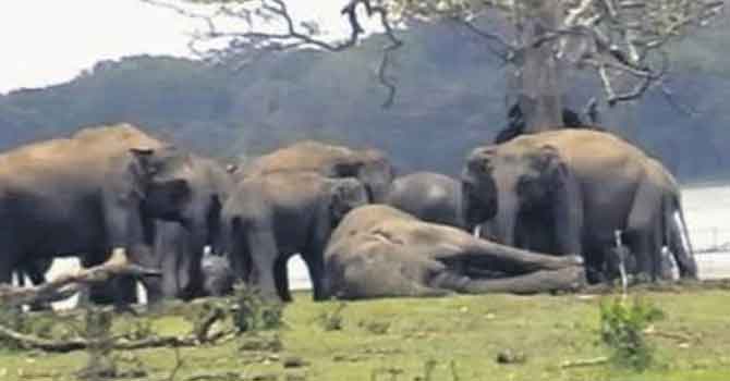 300 fil liderleri için bir arada yas tuttu